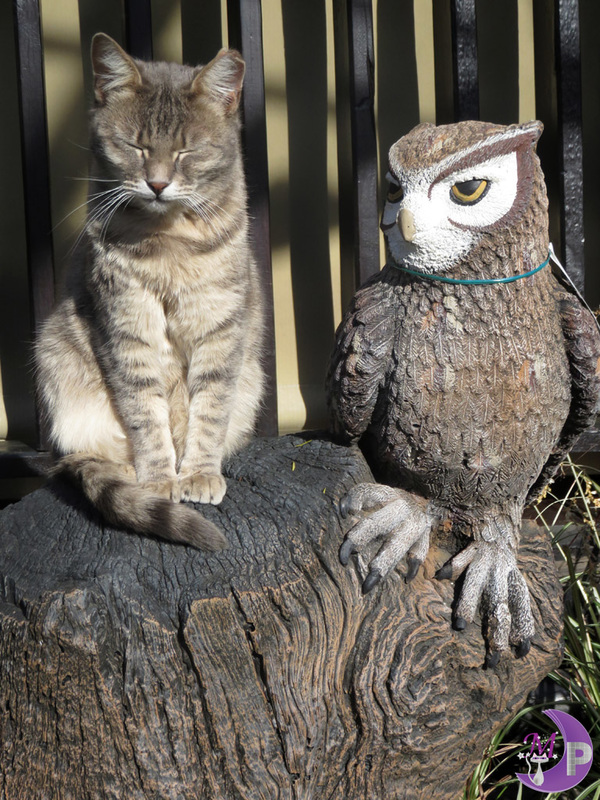 Owl and Pussycat photo by Diane Langenstrass