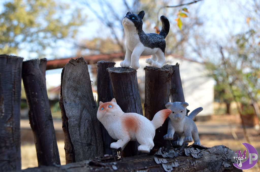 Cats on wooden fence