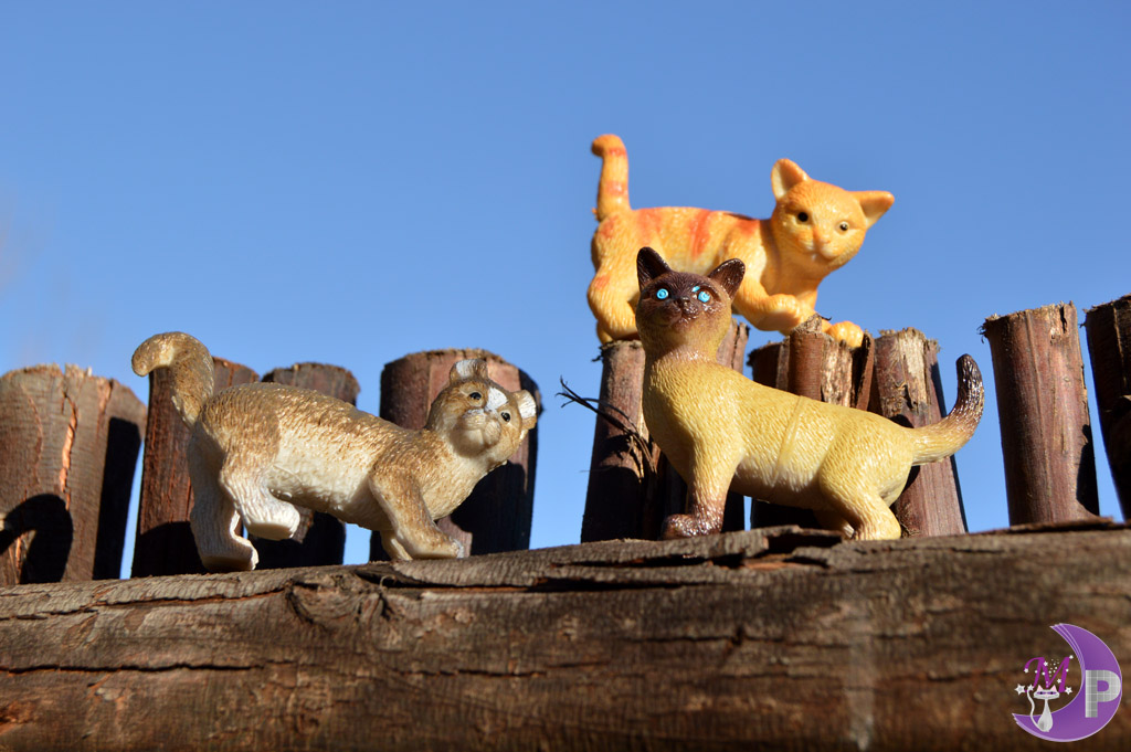 Cats on wooden fence